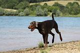 DOBERMANN 1034